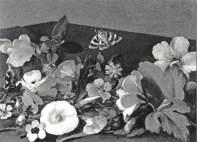 Anonimo — Cattamara Paolo (Paoluccio Napoletano) - sec. XVII - Natura morta con fiori, lumaca e farfalla — insieme